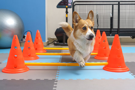 Dog rehabilitation under human care. Animal healthの写真素材