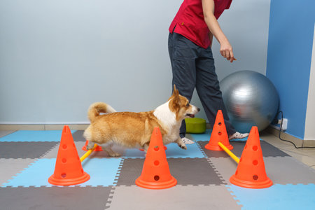 Dog rehabilitation under human care. Animal healthの写真素材