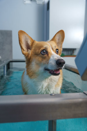 Dog rehabilitation on a water treadmill. animal healthの写真素材
