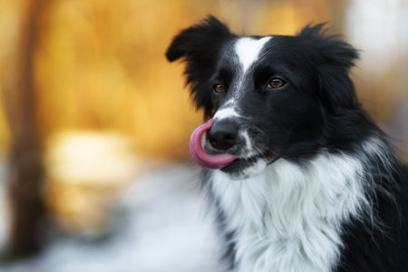 A Border Collie dog poses and shows various tricks in a somewhat wintery setting. Little snow.の写真素材