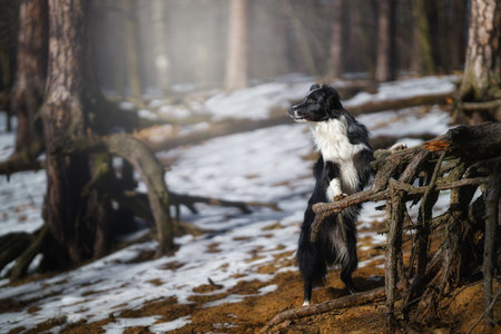 A Border Collie dog poses and shows various tricks in a somewhat wintery setting. Little snow.の写真素材