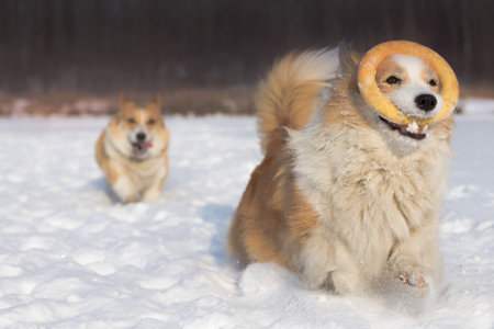 Dogs Welsh Corgi Pembroke running and playing in the snow Happy dog in the snowの写真素材