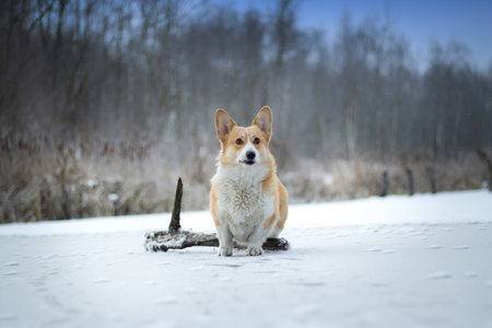 Dog Welsh Corgi Pembroke in winter scenery on a frozen pond Happy dog in the snowの写真素材