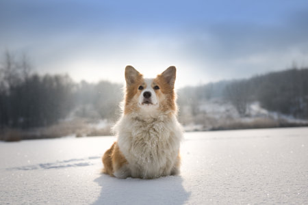 Dog Welsh Corgi Pembroke in winter scenery on a frozen pond. Happy dog in the snowの写真素材