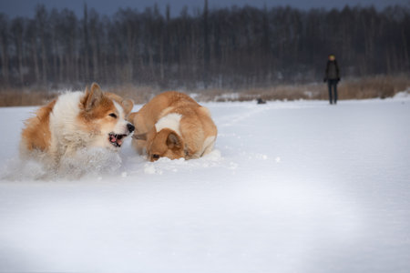 Dogs Welsh Corgi Pembroke running and playing in the snow Happy dog in the snowの写真素材