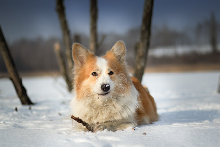 Dog Welsh Corgi Pembroke in winter scenery on a frozen pond Happy dog in the snowの写真素材