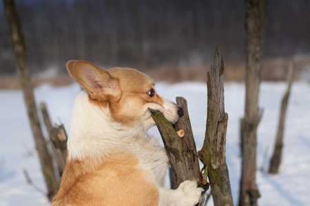 Dog Pembroke Welsh Corgi making silly faces trying to get a treat Happy dog in the snowの写真素材