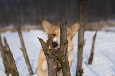Dog Pembroke Welsh Corgi making silly faces trying to get a treat Happy dog in the snowの写真素材
