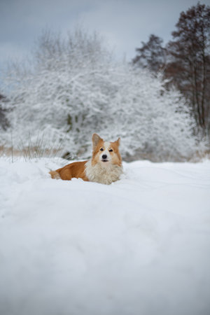 Welsh Corgi Pembroke dog in winter scenery. Happy dog in the snowの写真素材
