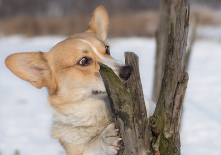 Dog Pembroke Welsh Corgi making silly faces trying to get a treat Happy dog in the snowの写真素材