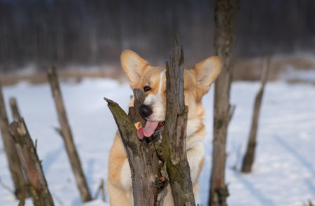 Dog Pembroke Welsh Corgi making silly faces trying to get a treat Happy dog in the snowの写真素材