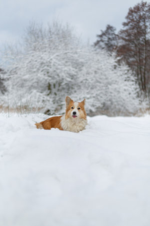Welsh Corgi Pembroke dog in winter scenery. Happy dog in the snowの写真素材