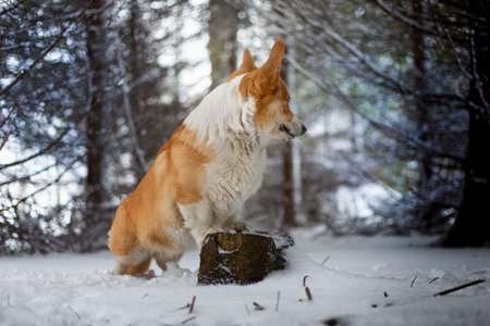 A Welsh Corgi Pembroke dog stands on a stump in winter scenery and looks back. Happy dog in the snowの写真素材