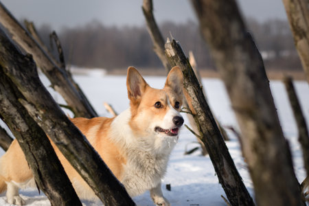 Dog Welsh Corgi Pembroke in an interesting winter scenery on a frozen pond between protruding branches Happy dog in the snowの写真素材