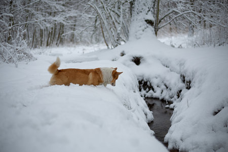A Welsh Corgi Pembroke dog stands by a stream in winter scenery. Happy dog in the snowの写真素材