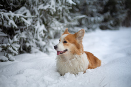 Welsh Corgi Pembroke dog in winter scenery. Happy dog in the snowの写真素材