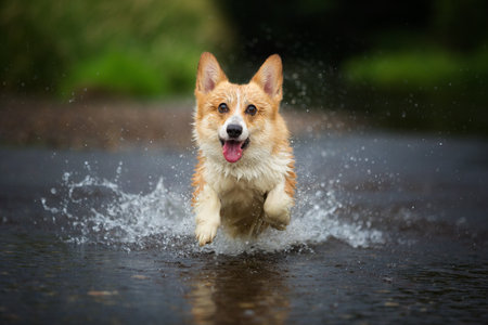 Corgi dog running on water in river a catching stick. Summerの写真素材