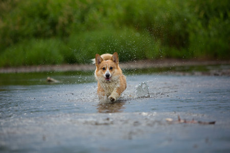 Corgi dog running on water in river a catching stick. Summerの写真素材