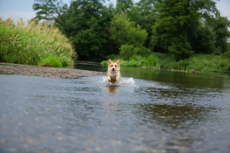 Corgi dog running on water in river a catching stick. Summerの写真素材