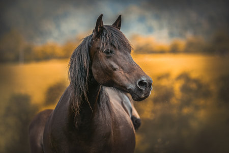 Horses on a pasture. Bieszczady mountains, Poland. The Hucul or Carpathian is a pony/small horse breed originally from the Carpathian Mountains.の写真素材