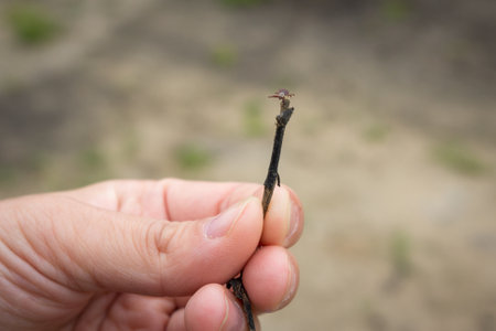 The tick sits on a stick held in the hand. Insect-borne diseasesの写真素材