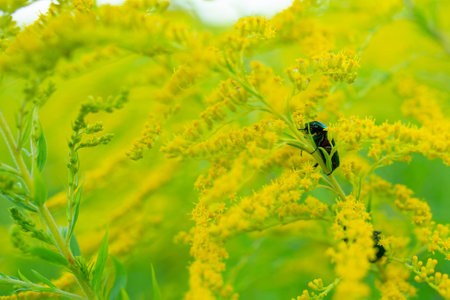 A worm climbing a flower stem. Meadow of yellow flowersの写真素材