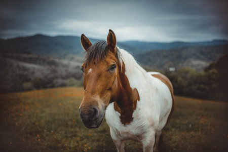 Horses on a pasture. Bieszczady mountains, Poland. The Hucul or Carpathian is a pony/small horse breed originally from the Carpathian Mountains.の写真素材