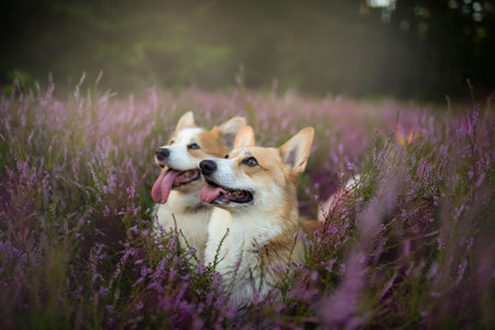 Pembroke Welsh Corgi dog sitting in a blooming heather meadow. Happy dogの写真素材