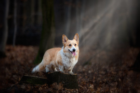 A Welsh Corgi Pembroke dog stands on a pin in the middle of the forest, illuminated by a ray of incident light. In the forestの写真素材