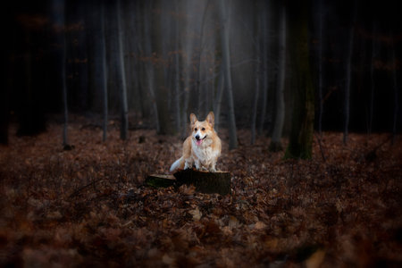 A Welsh Corgi Pembroke dog stands on a pin in the middle of the forest, illuminated by a ray of incident light. In the forestの写真素材