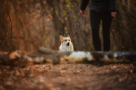 The owner telling the dog to stay put. In the forestの写真素材