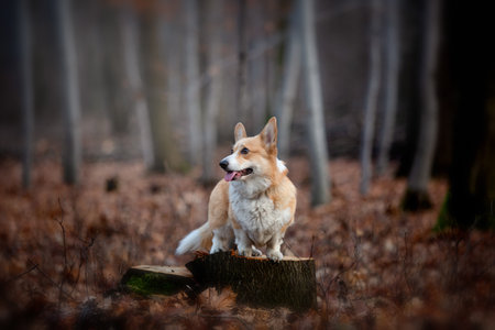 A Welsh Corgi Pembroke dog stands on a pin in the middle of the forest. In the forestの写真素材