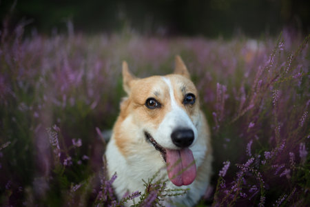 Pembroke Welsh Corgi dog sitting in a blooming heather meadow. Happy dogの写真素材