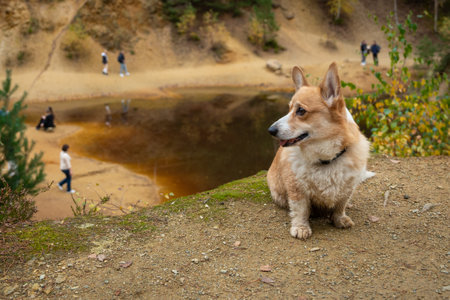 A Welsh Corgi Pembroke dog stands on a rock cliff and waits. There's a lake down there. A dog in the mountainsの写真素材