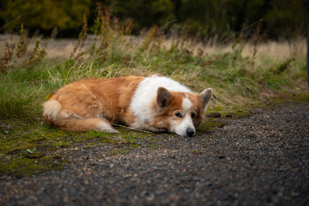 A tired Welsh Corgi Pembroke dog lies by the car and rests. Tired dog after a long hikeの写真素材