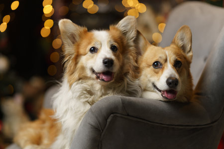 Two Welsh Corgi Pembroke dogs pose in front of a Christmas scene, Bokeh. At home on the background of the Christmas treeの写真素材