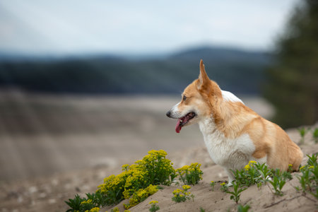 A dog sitting at the edge of the desert, looking into the distance. Summerの写真素材