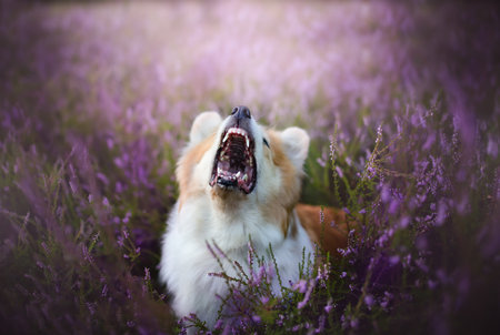 Pembroke Welsh Corgi dog sitting in a blooming heather meadow. Happy dogの写真素材