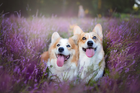 Pembroke Welsh Corgi dog sitting in a blooming heather meadow. Happy dogの写真素材