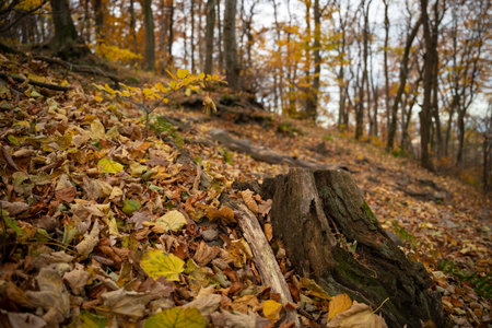 A mountain hiking trail shrouded in lots of leaves lying on it. polish mountains