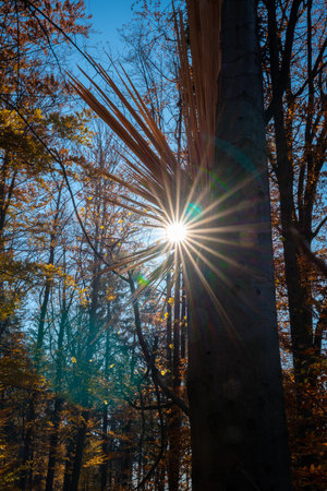 Rays of the sun breaking through the tree. polish mountainsの写真素材