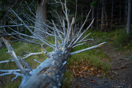 Mountain hiking trail during the fall season. sunny day.