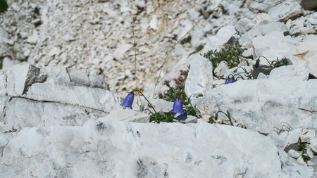 A group of blooming flowers (Campanula cochleariifolia Lam.) on a rock shelf in the mountains. Dolomites, Italyの写真素材