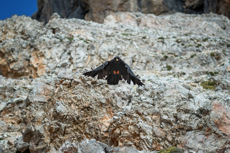 The bird Pyrrhocorax graculus approaches the rock landing. Dolomites, Italyの写真素材