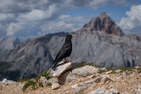 The bird Pyrrhocorax graculus stands calmly on a rock against the backdrop of beautiful views of the Dolomites. Dolomites, Italyの写真素材