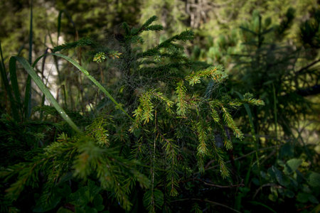 Dewy cobweb on a coniferous branch. Dolomites, Italyの写真素材