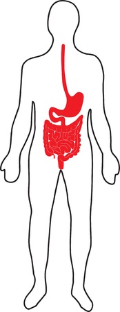 Schematic representation of the human digestive systemのイラスト素材