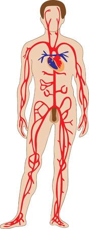 The schematic representation of the human arterial systemのイラスト素材