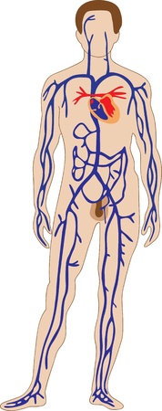The schematic representation of the human venous systemのイラスト素材