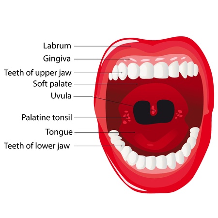 Anatomy of the human oral cavity のイラスト素材